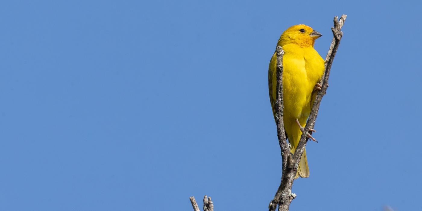 A brightly colored yellow songbird perches on a tree branch.
