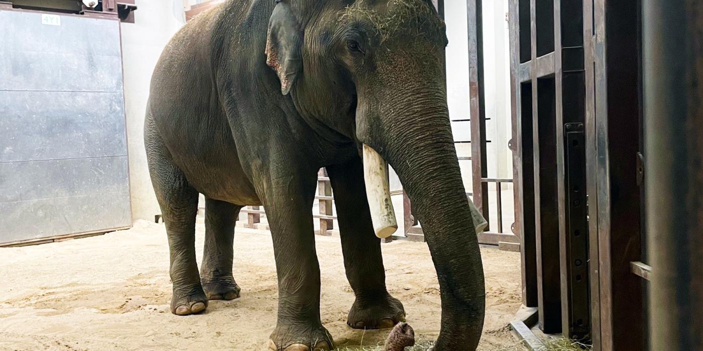 Asian elephant Spike Asian elephant Spike shows off his newly trimmed tusks in the Elephant Barn.