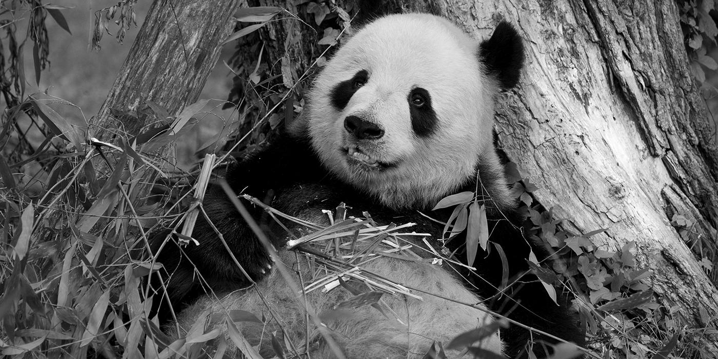 A photo of a giant panda munching on bamboo. The image has been grayed out to indicate that giant pandas are no longer on exhibit.