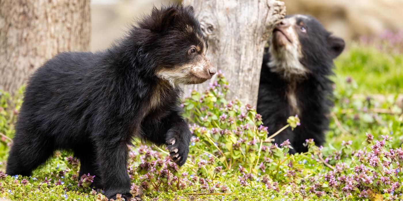Andean bear cubs Sean and Ian explore their outdoor habitat.