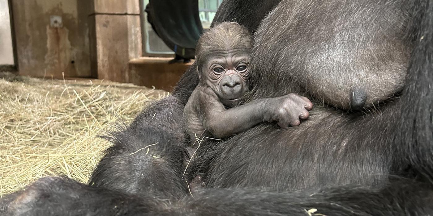 A newborn gorilla infant clings to her mother, Calaya.