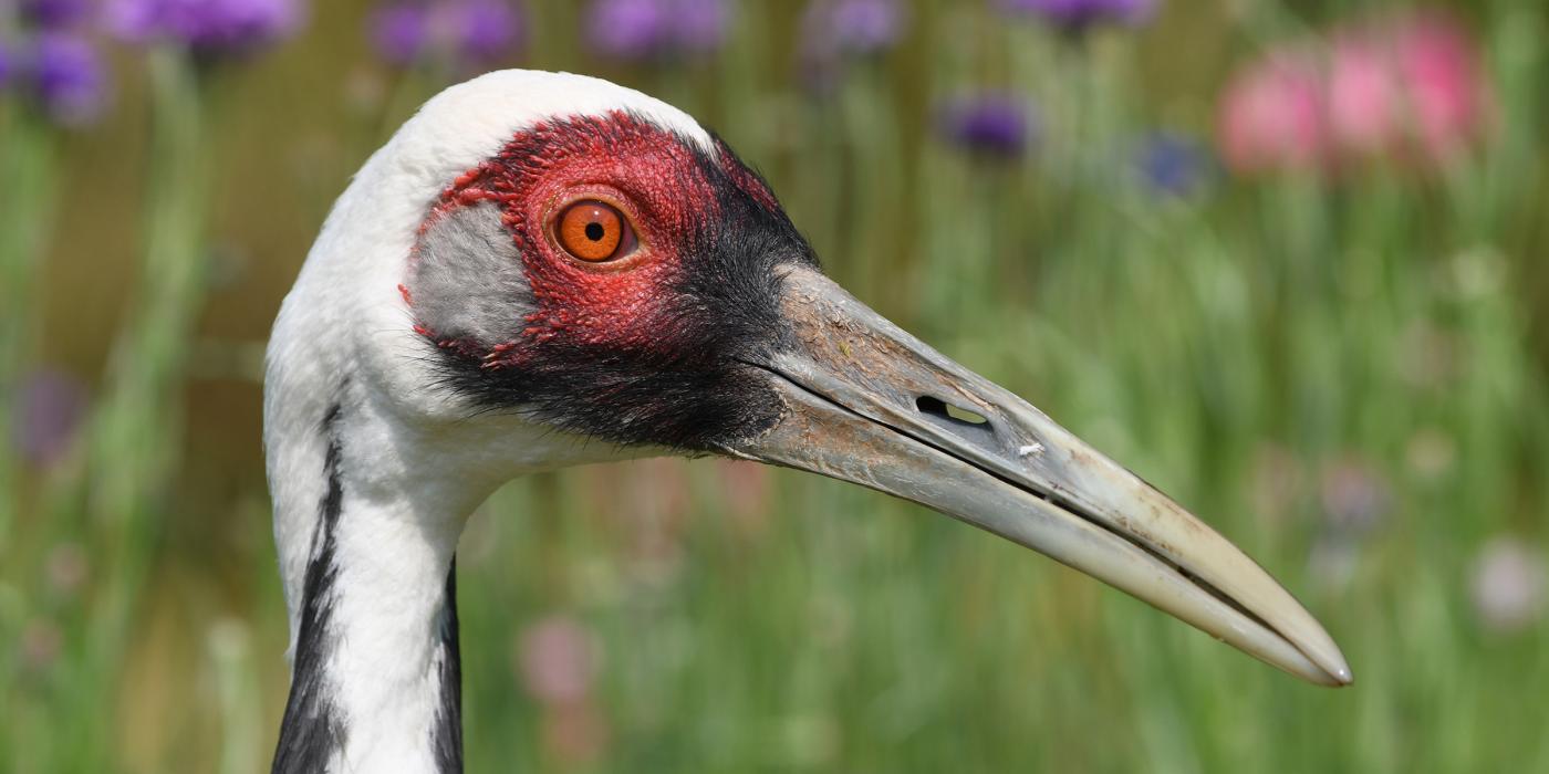 White-Naped Crane Dies at the Smithsonian’s National Zoo and ...