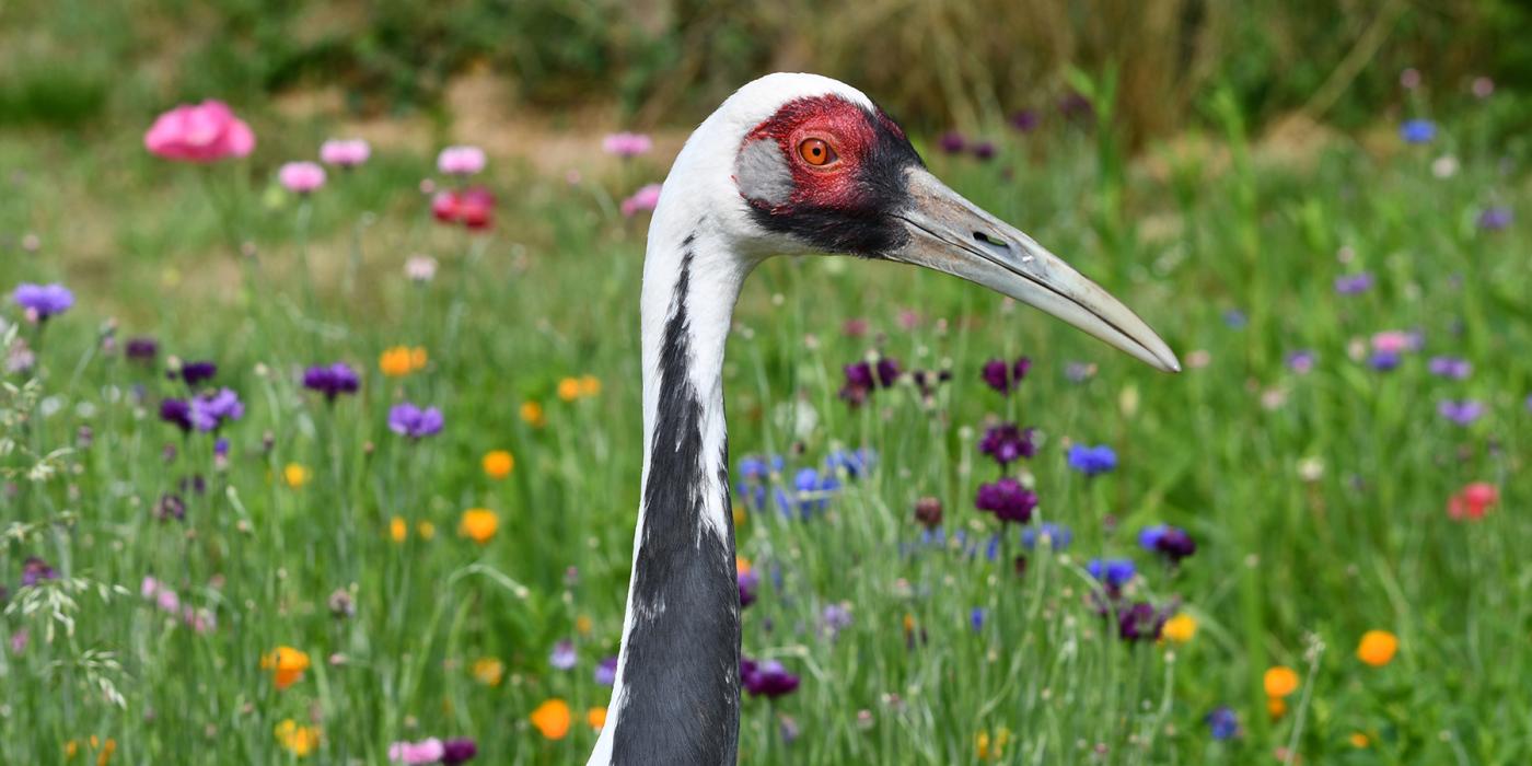 Walnut, a white-naped-crane, strolls through a field of flowers at the NZCBI Front Royal Campus. Walnut, a white-naped-crane, strolls through a field of flowers at the NZCBI Front Royal Campus.