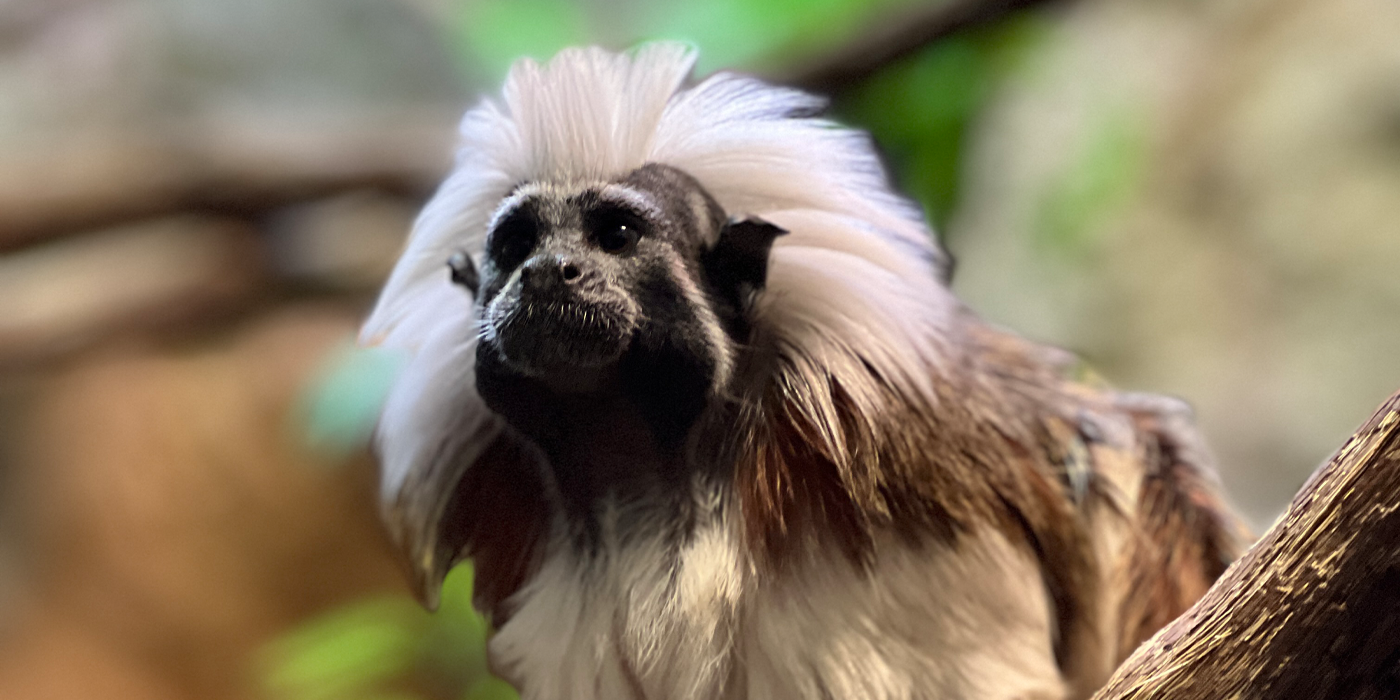 A female cotton-top tamarin gazes majestically on a tree branch.
