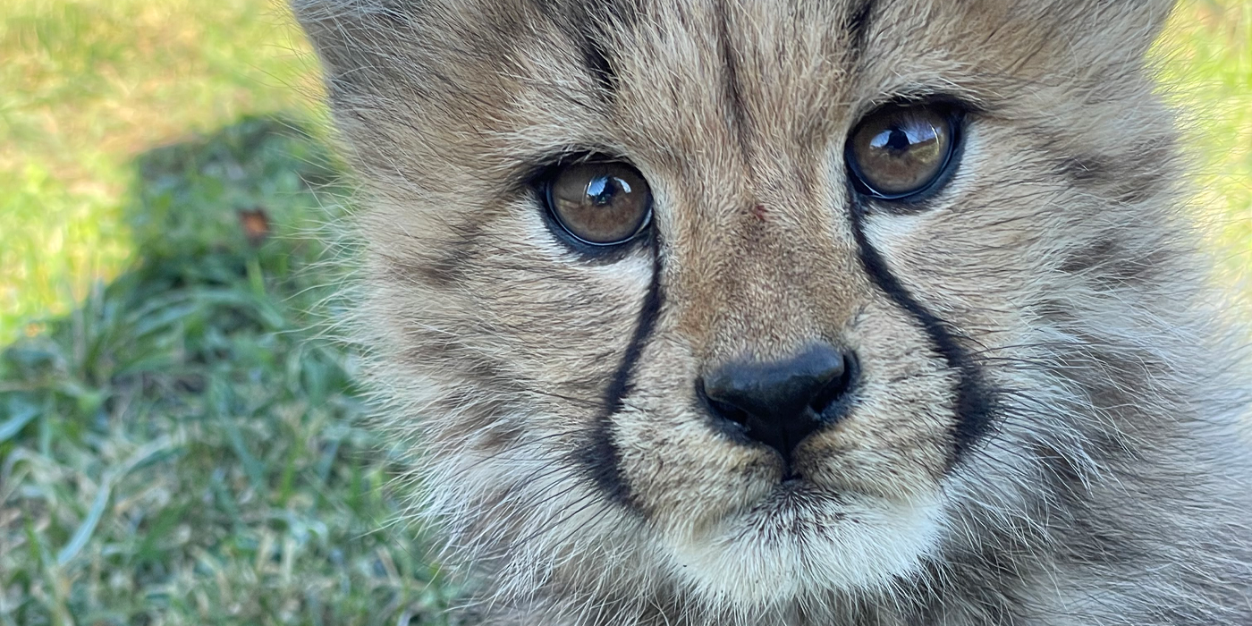 Close shot of a three-month-old cheetah cub.