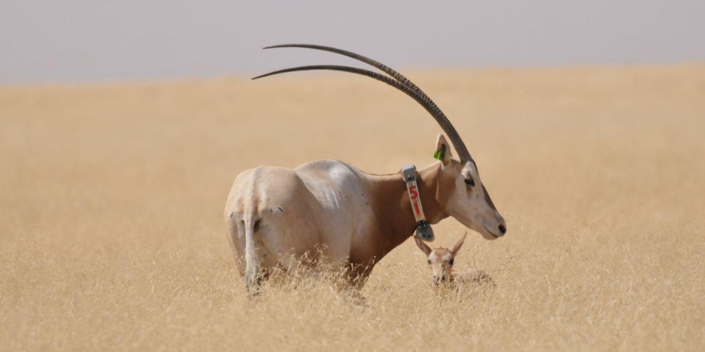 Photo of an adult scimitar horned oryx and its calf standing in a grassy pasture. The adult oryx has a gps collar around its neck.