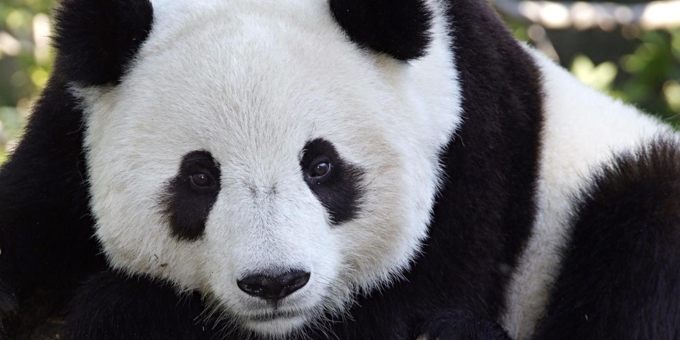 Closeup of Tian Tian.