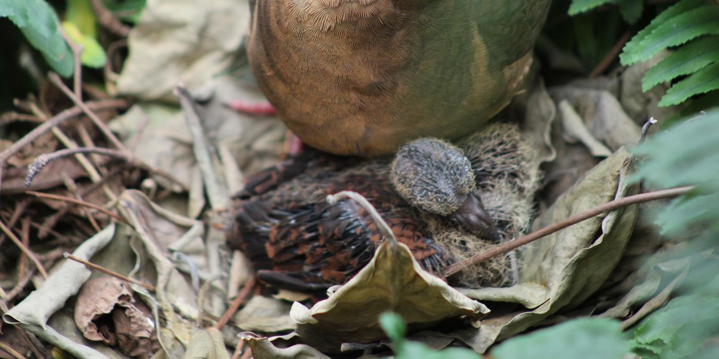 A ruddy quail dove squab in a nest with its parent. 