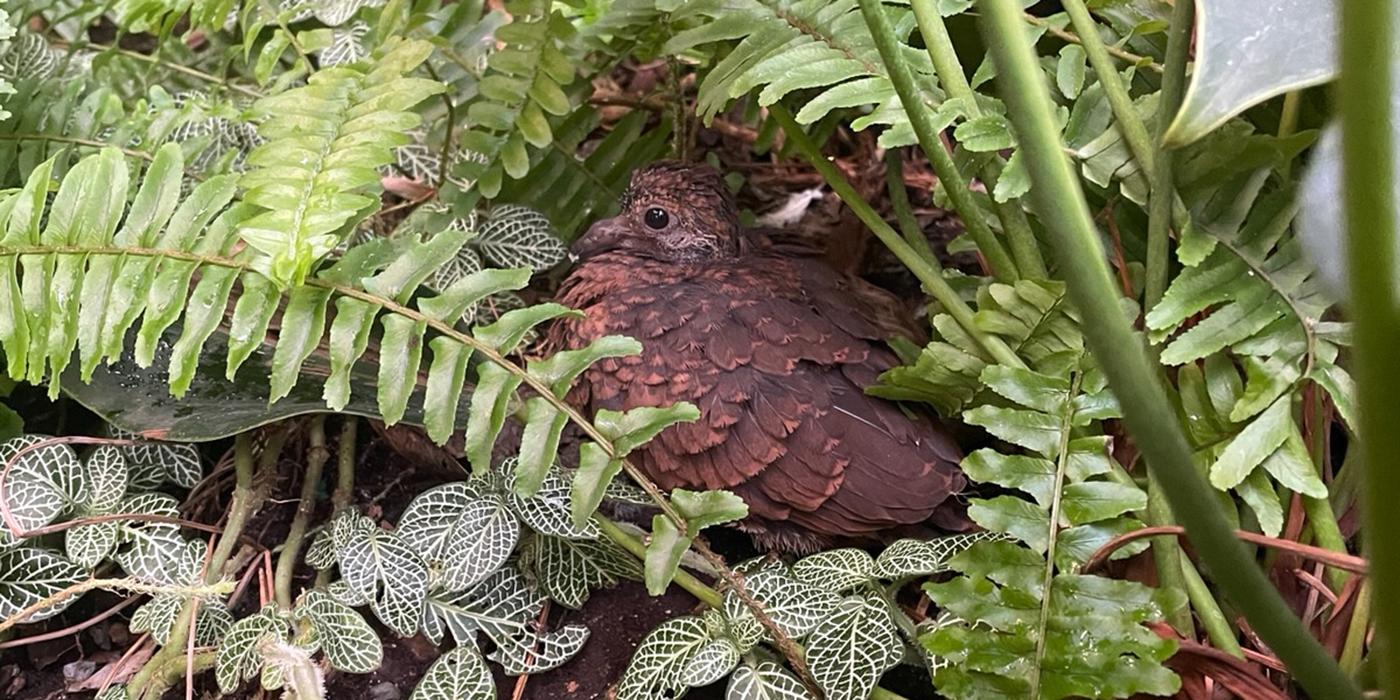 A ruddy quail dove squab fledgling nestles in the plants of the Bird Friendly Coffee Farm aviary.