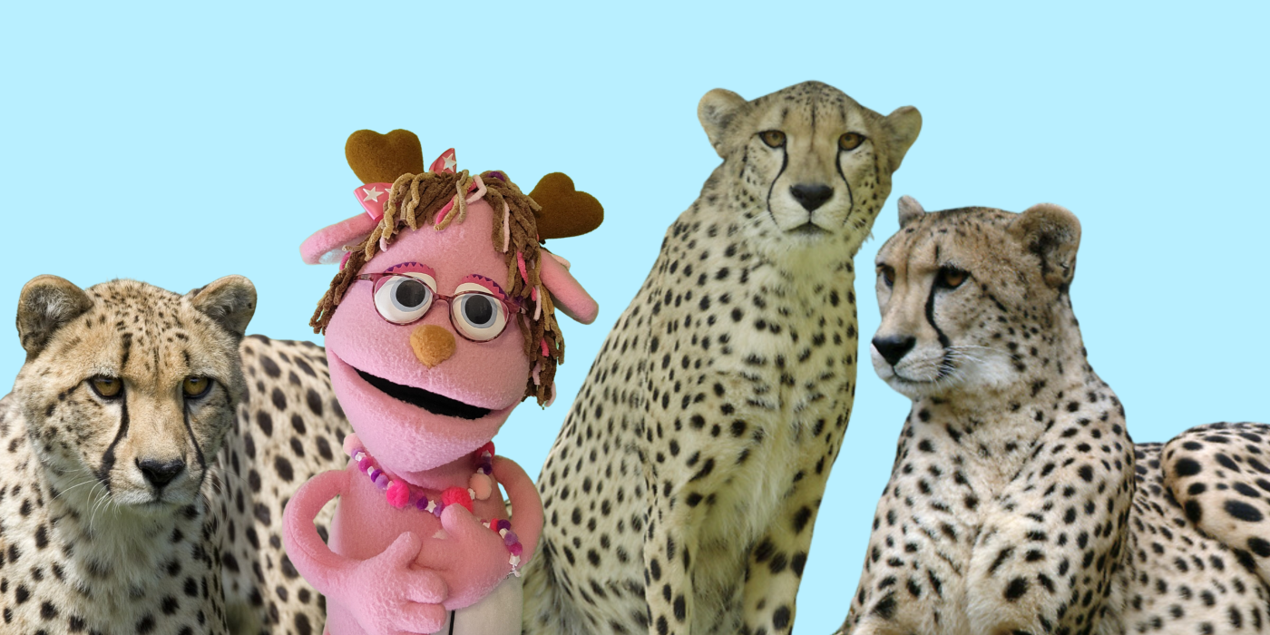 A pink jackalope puppet with curly hair and glasses stands in front and next to three cheetahs.