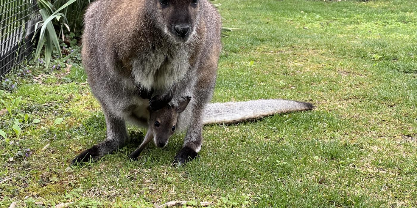 Photo of a young wallaby joey inside its mother's pouch. The head and one forelimb of the joey are visible.