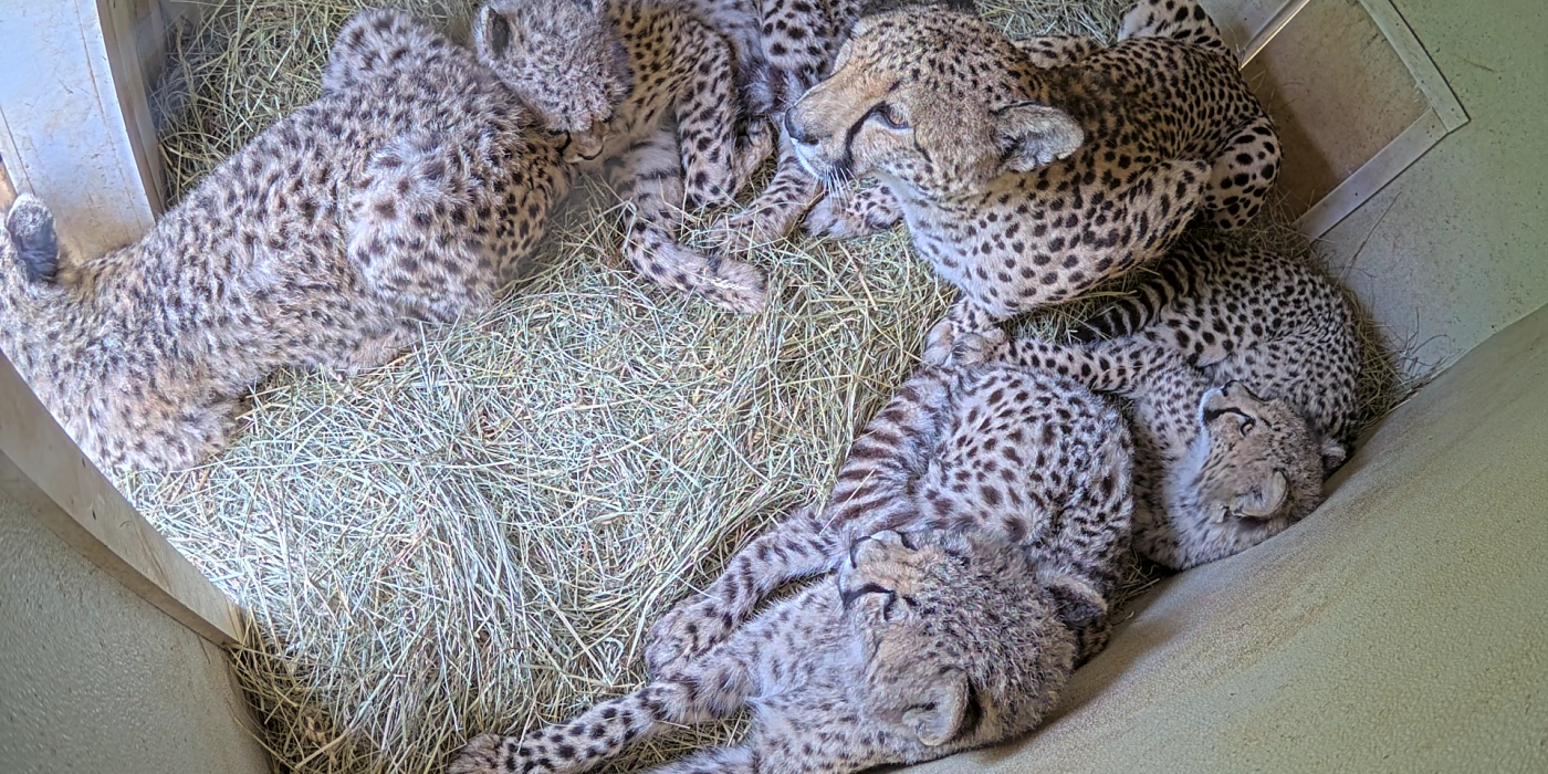 Den cam view of a mother cheetah and her five cubs looking outside of their den.