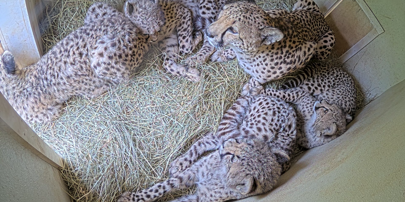 Den cam view of a mother cheetah and her five cubs looking outside of their den. 