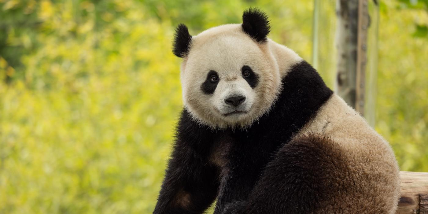 Giant panda Bao Li Two-year-old male giant panda Bao Li in his habitat at Shenshuping Base in Wolong, China, May 16.