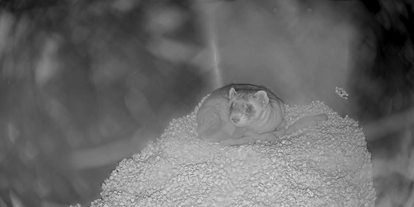 Photo of black-footed ferret with her newborn kits.