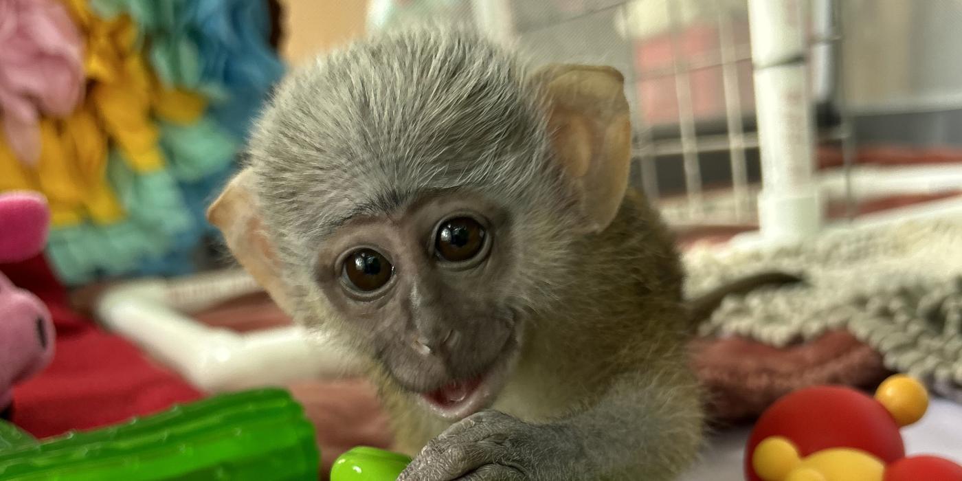 A baby monkey wrestles with a toy turtle on a patchwork floor of cloth blankets. 