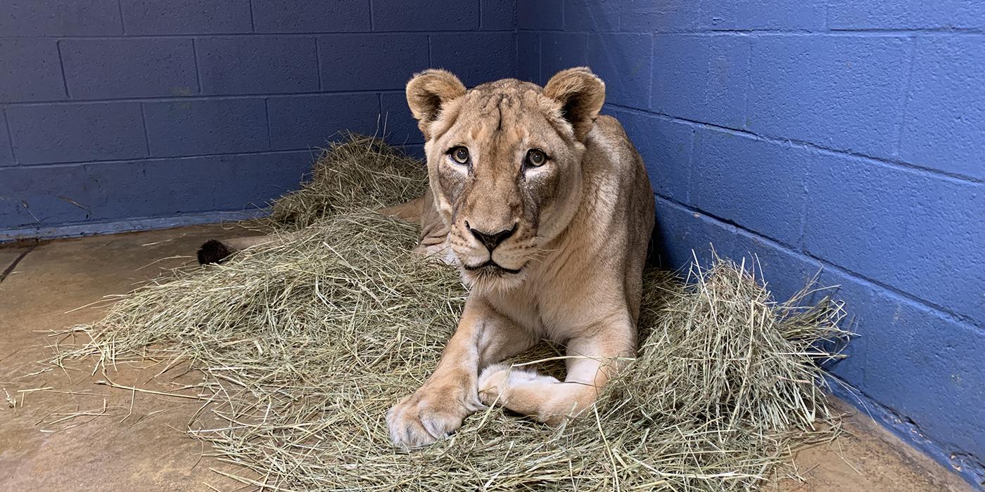 African lion Shera rests on a pile of hay in her indoor enclosure at the Great Cats exhibit.