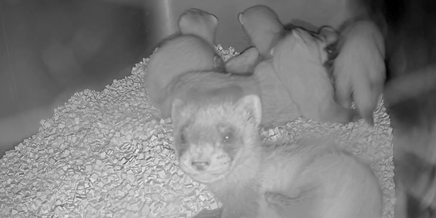 A black-and-white cam image of a baby black-footed ferret in the foreground and five more ferrets in a cuddle puddle behind it.