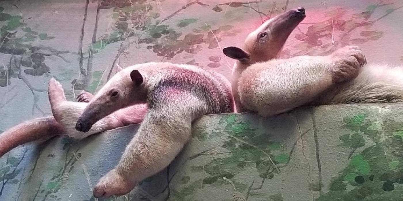 Southern tamanduas Manny and Cayenne sit back-to-back in their habitat in the Small Mammal House.