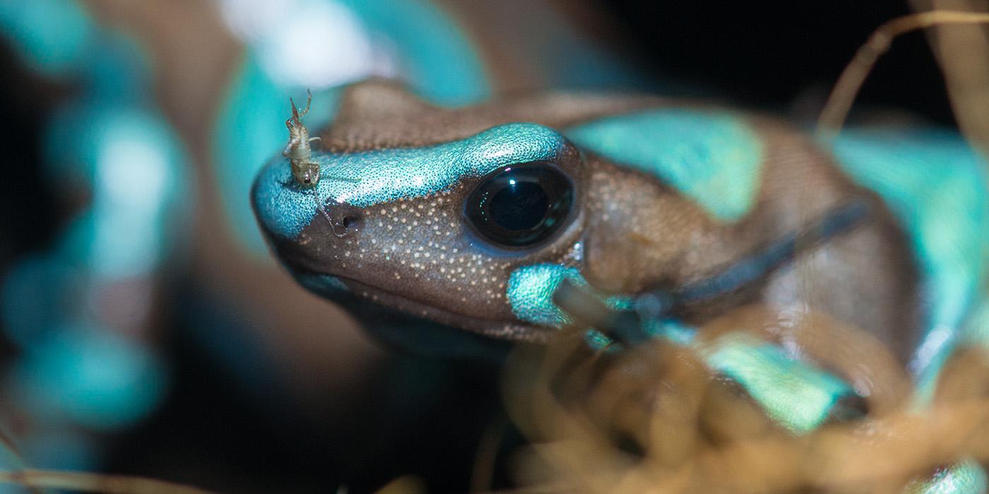 A tiny juvenile cricket perches on the snout of a brilliantly-colored blue and gray poison frog.
