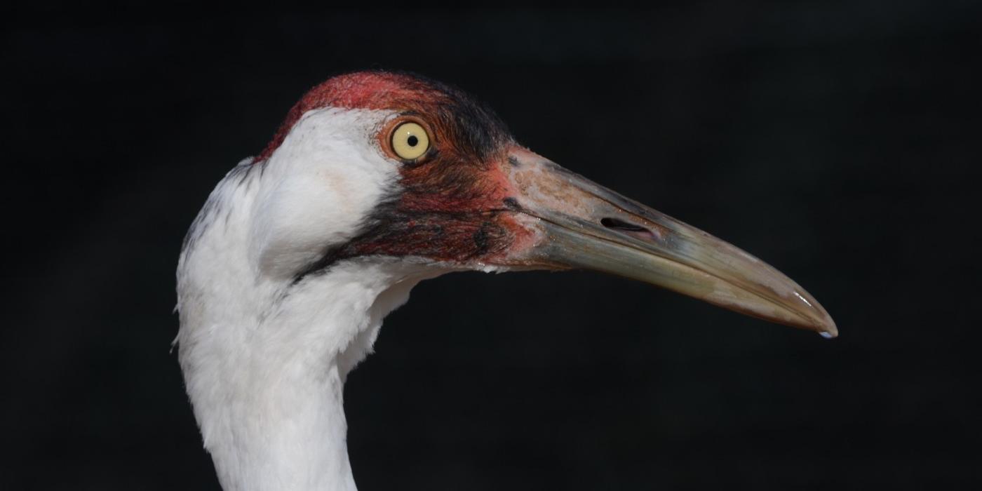 A close up of a whooping crane in profile.