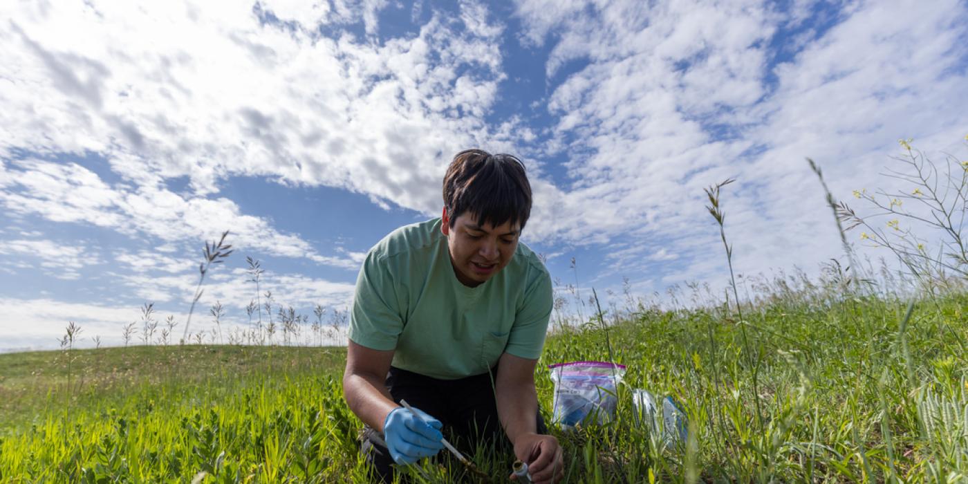 College student Aaniiih Nakoda collecting bison samples at the Fort Belknap Indian Reservation in Montana.