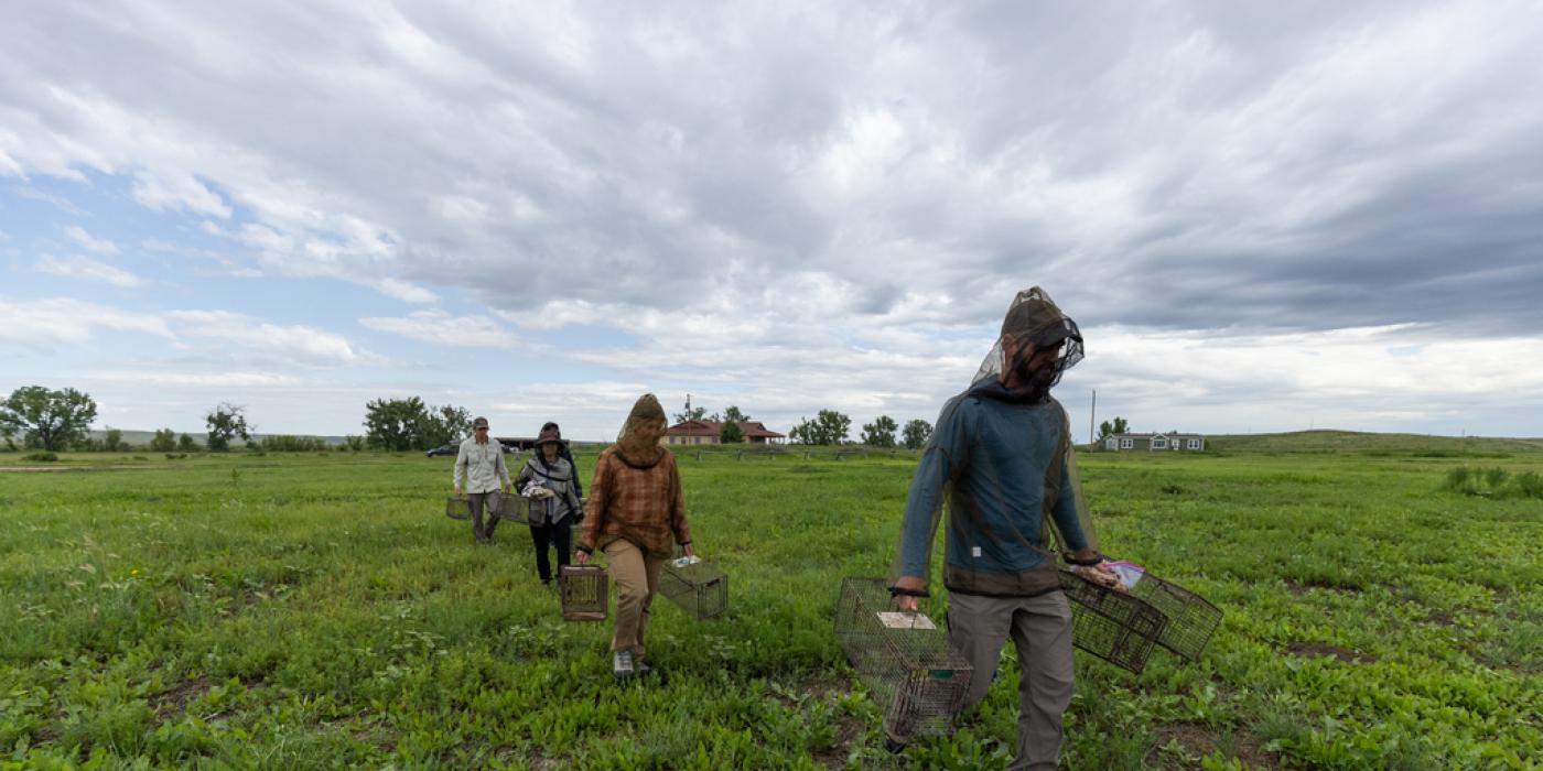 Jesse Boulerice, Hila Shamon and interns setup prairie dog traps to capture and release prairie dogs at American Prairie in Montana