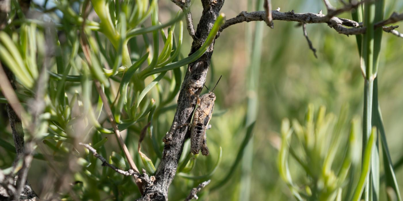 Grasshopper on sage plant in Montana.