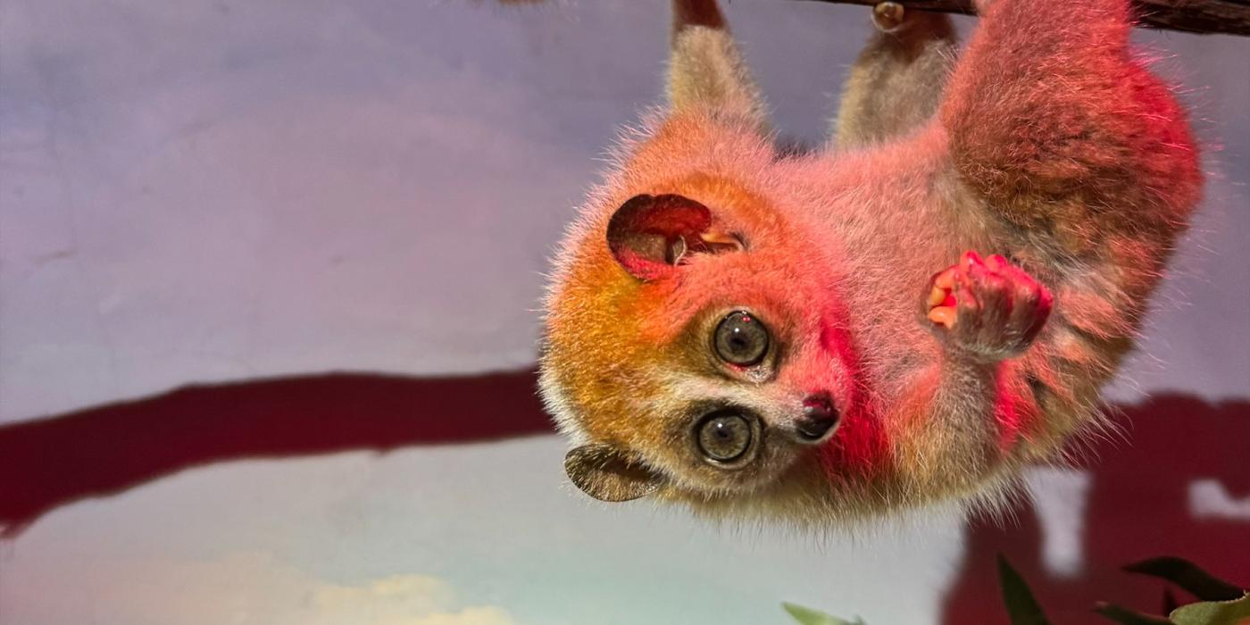 One of the pygmy slow loris babies at the Small Mammal House hangs from a branch in their habitat. One of the pygmy slow loris babies at the Small Mammal House hangs from a branch in their habitat.