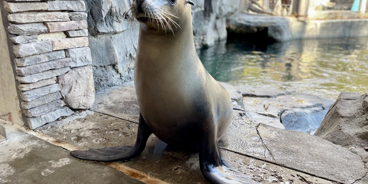 Photo of an adult sea lion standing on land. 