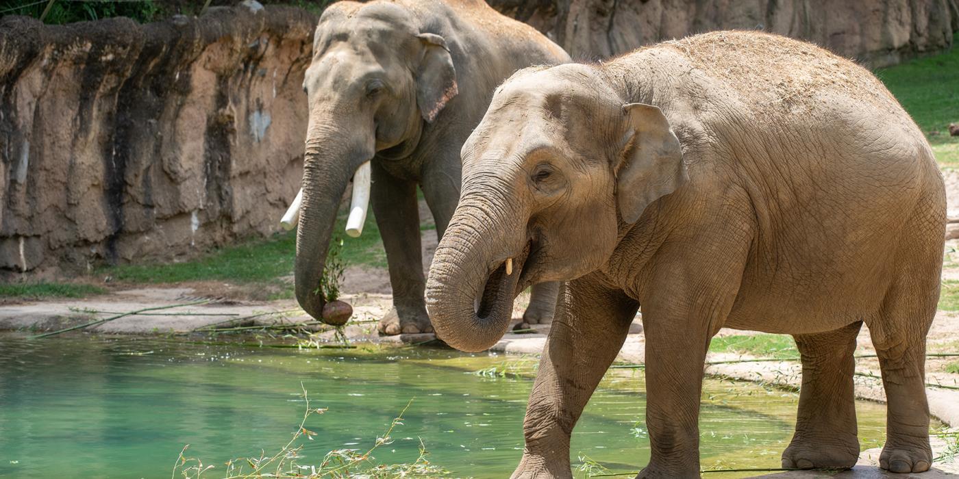 Asian elephants Nhi Linh and Spike walk along the edge of the Elephant Trails outdoor pool.