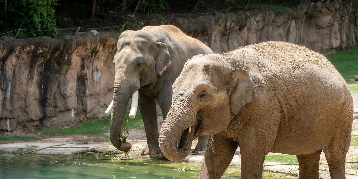 Asian elephants Nhi Linh and Spike walk along the edge of the Elephant Trails outdoor pool.