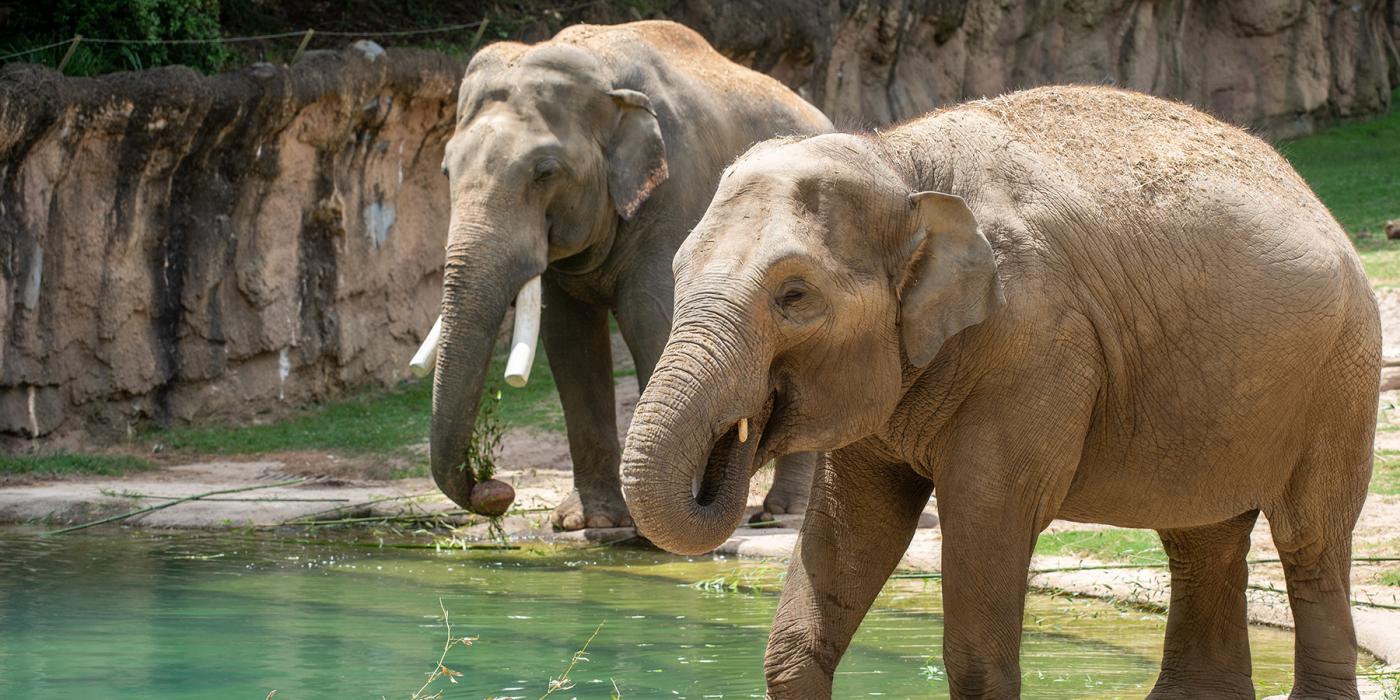 Asian elephants Nhi Linh (foreground) and Spike near the pool. Asian elephants Nhi Linh (foreground) and Spike near the pool.