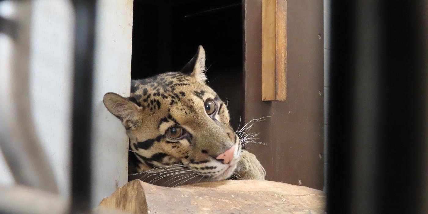 Clouded leopard Paitoon rests in his indoor enclosure at the Asia Trail Exhibit.