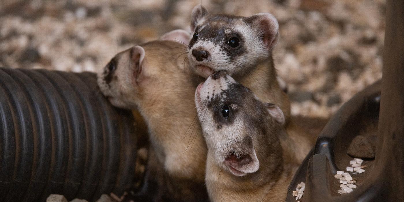 Three juvenile ferrets pile up near one of the plastic tubes in their enclosure.