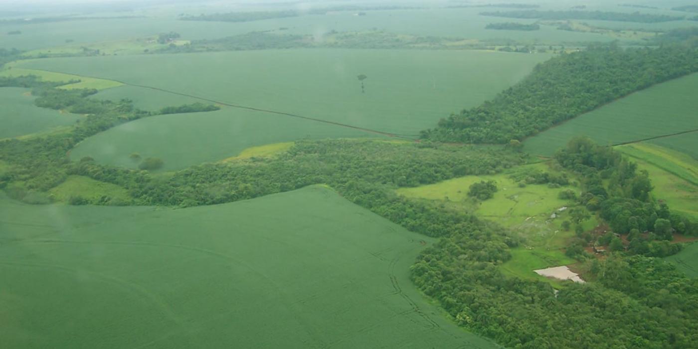 Aerial view of thin, connected strips of dense foliage criscrossing a farm landscape.