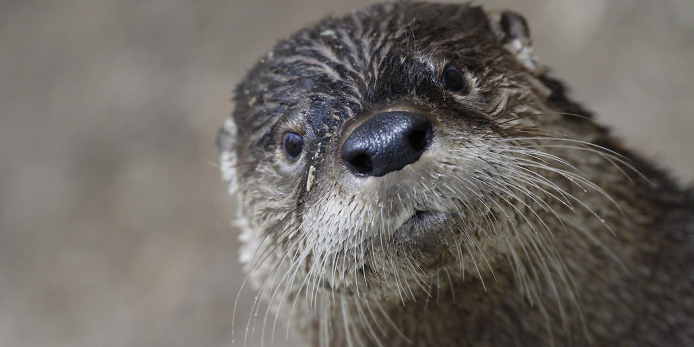 Picture of a North American river otter looking towards the camera