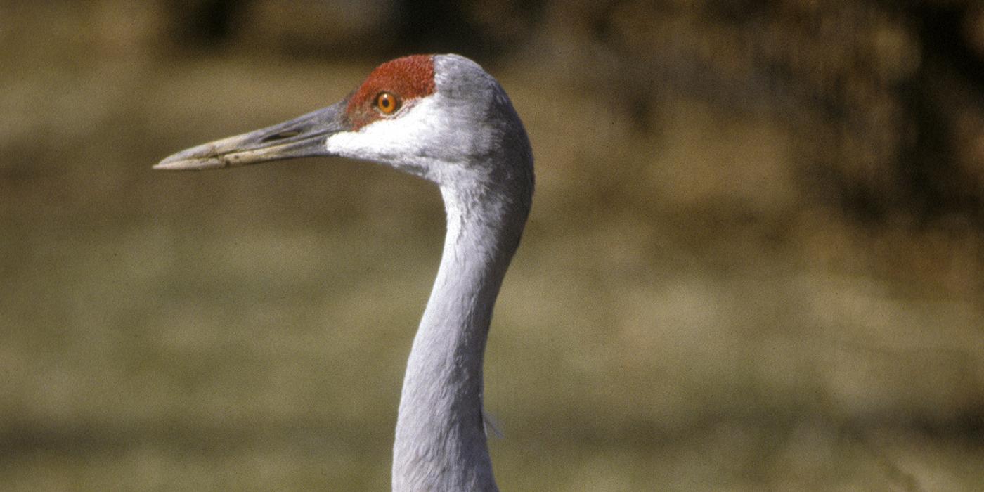 Small online Sandhill Crane