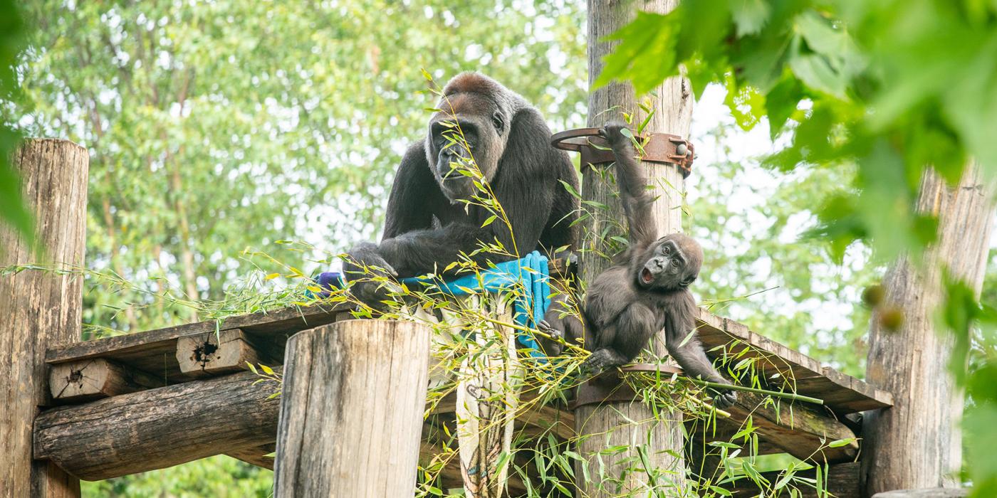 Western lowland gorillas Calaya and Zahra on their outdoor climbing structure. Western lowland gorillas Calaya and Zahra spend time on the climbing structure. Calaya is sitting on the highest platform while Zahra playfully hangs off the side.