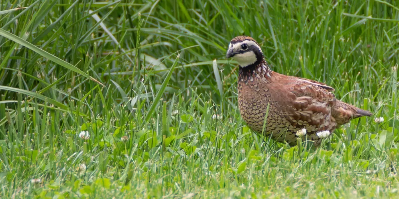 Photo of a bobwhite quail in a grassy field. The quail is a medium sized brown bird, with a white face and a black band running from its beak to its neck.