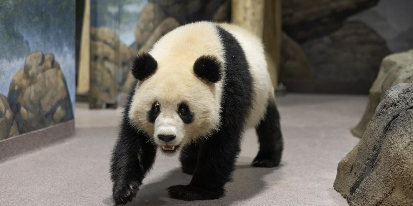 Giant panda Qing Bao in her habitat at Smithsonian's National Zoo and Conservation Biology Institute Giant panda Qing Bao in her habitat at Smithsonian's National Zoo and Conservation Biology Institute