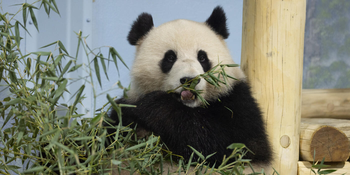 Giant panda Qing Bao in her habitat at Smithsonian's National Zoo.