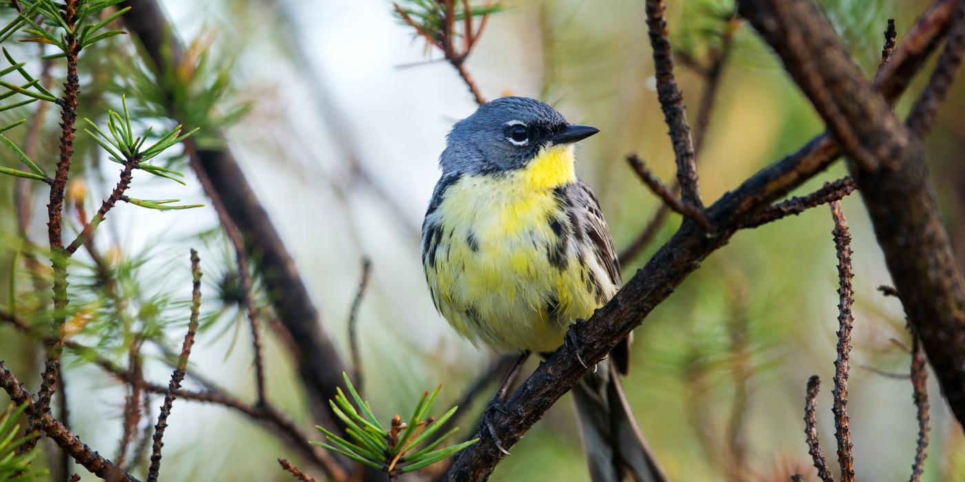 Photo of a male Kirtland's warbler perched in a pine tree. The warbler is a small yellow bird with gray markings on its face and back.