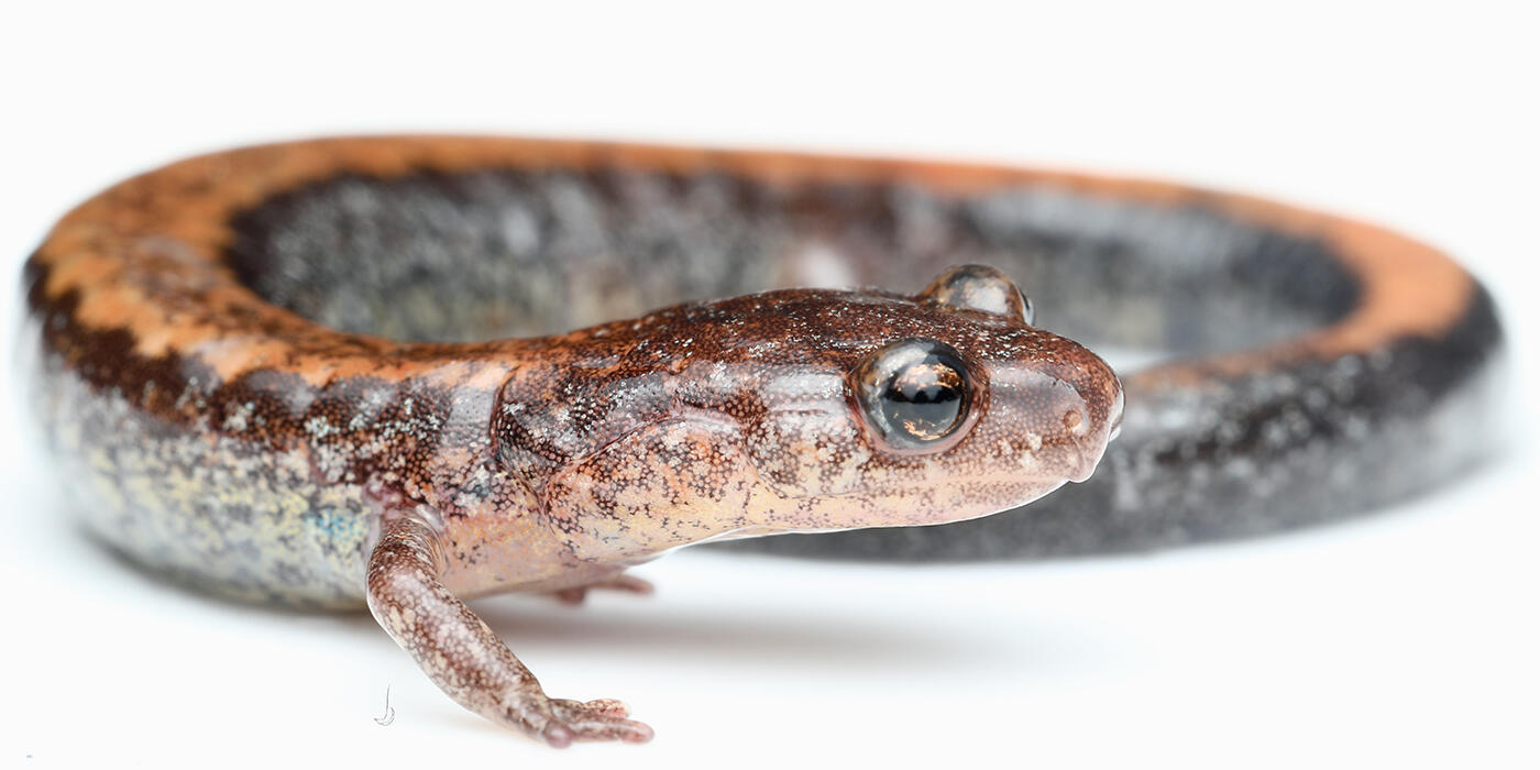 Side view of an Eastern red-backed salamander.