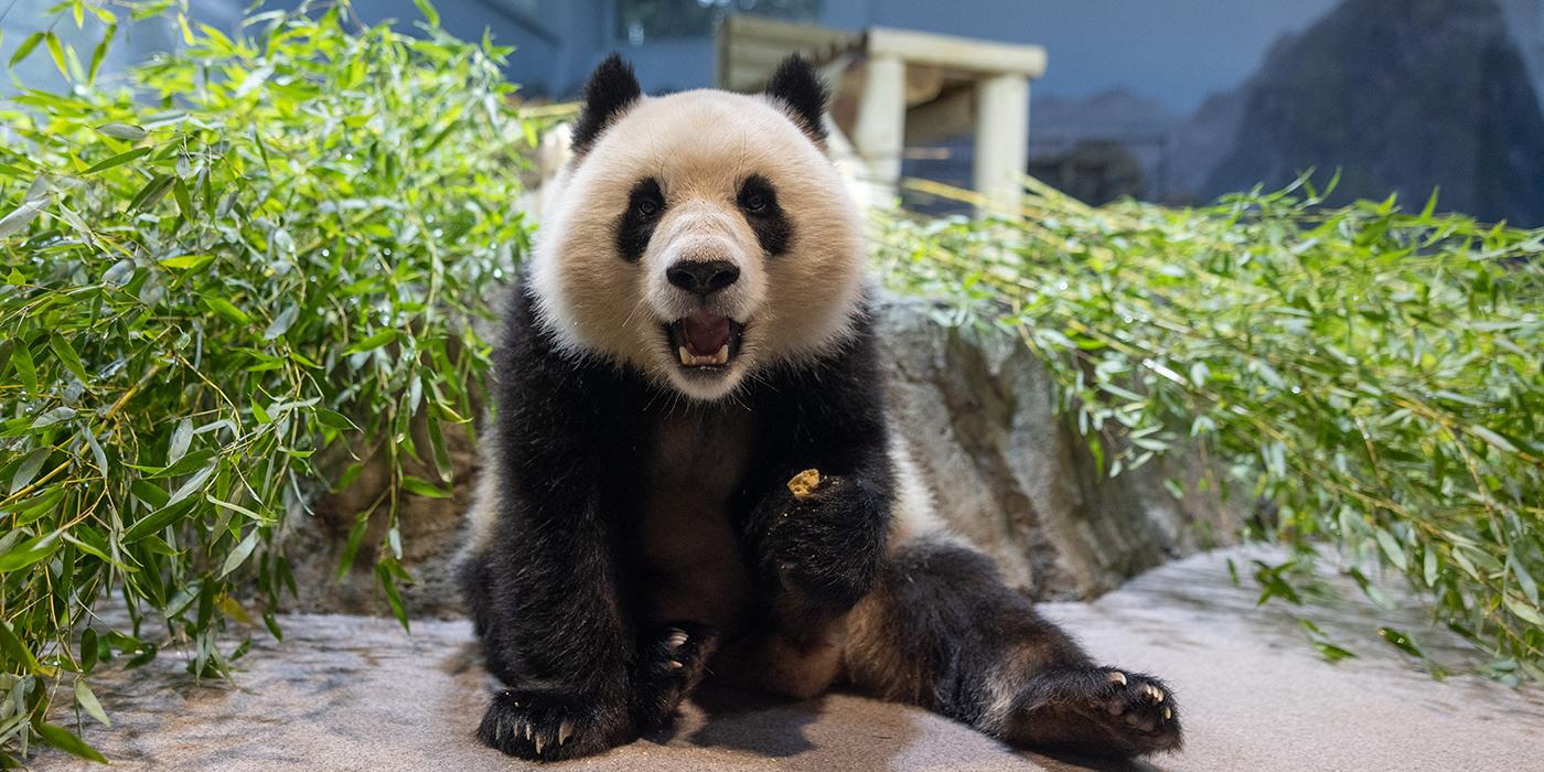 Surrounded by leafy green bamboo, a female giant panda faces the camera in her indoor habitat.