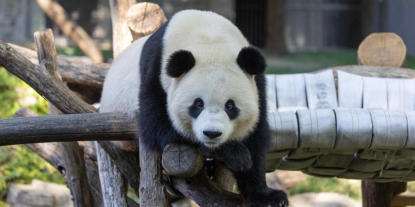 A playful panda flops over a wooden climbing structure, with half of his body hanging on each side.