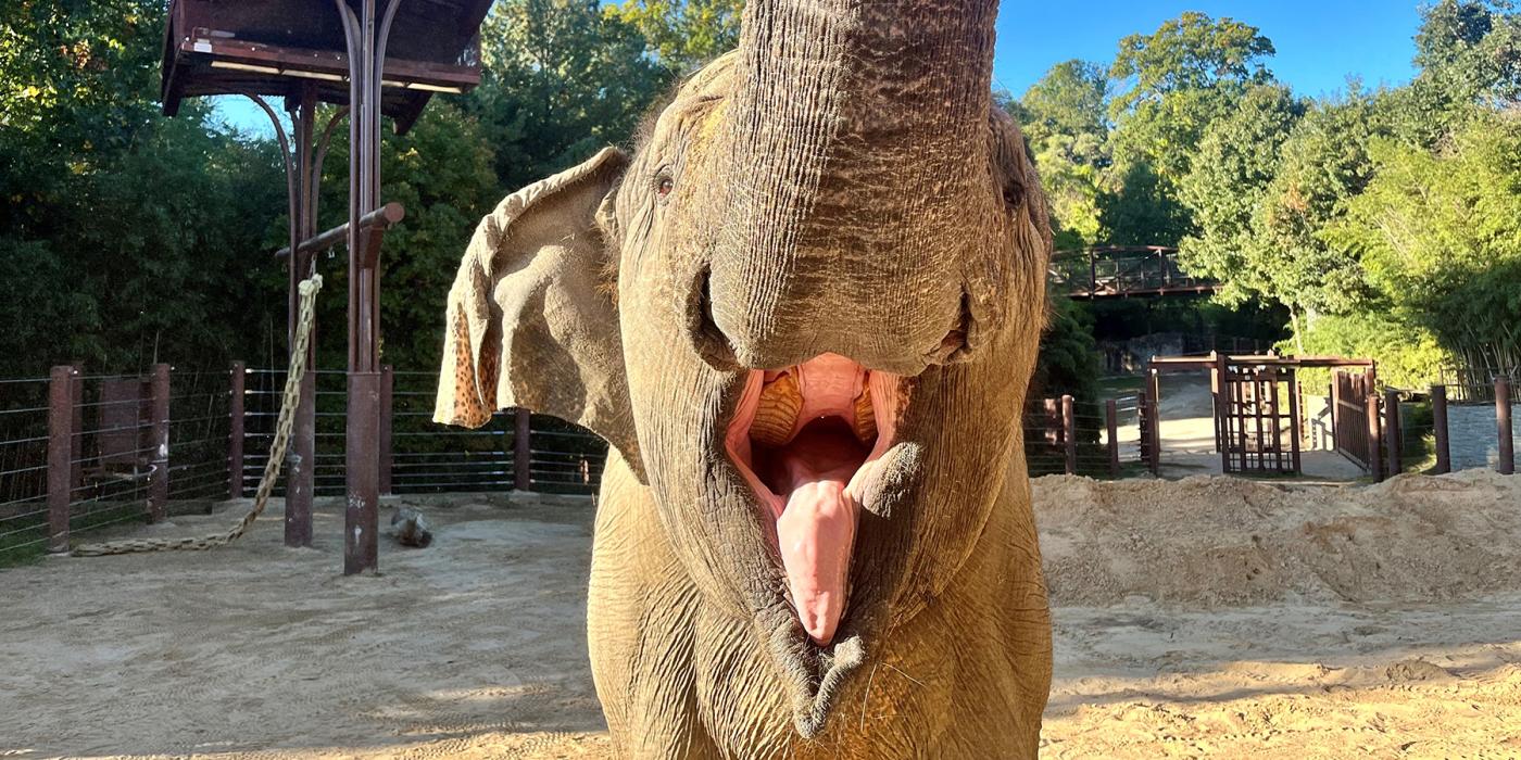 Asian elephant Kamala often raised her trunk to greet keepers in anticipation of receiving food. Credit: Robbie Clark Asian elephant Kamala often raised her trunk to greet keepers in anticipation of receiving food. Credit: Robbie Clark