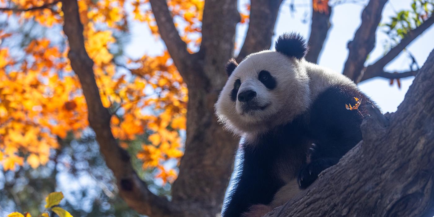 A panda surveys her surroundings from atop a fallen log.