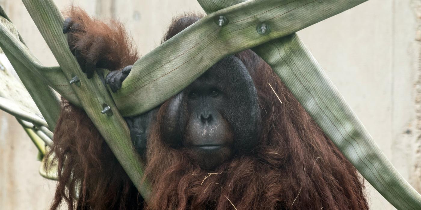 Bornean orangutan Kyle climbs a web made of recycled fire hose in the Great Ape House’s outdoor habitat. Photo credit: Connor Mallon, Smithsonian’s National Zoo and Conservation Biology Institute Bornean orangutan Kyle climbs a web made of recycled fire hose in the Great Ape House’s outdoor habitat. Photo credit: Connor Mallon, Smithsonian’s National Zoo and Conservation Biology Institute