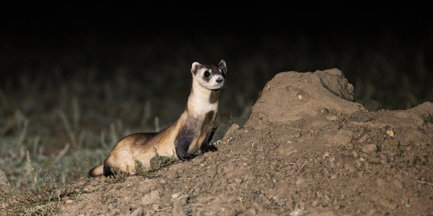 Photo of a wild black-footed ferret standing attentively at the mouth of a burrow.